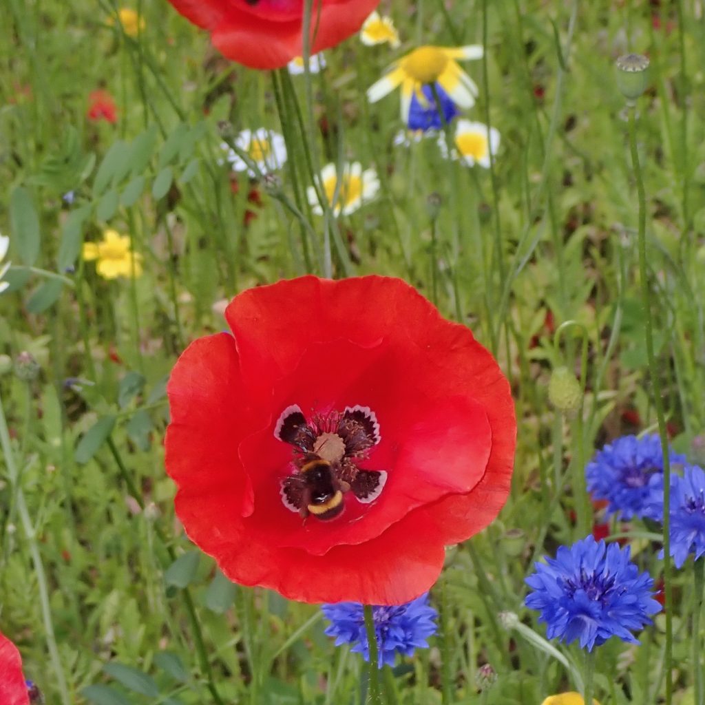 Poppies in bloom at Bishop's Park.