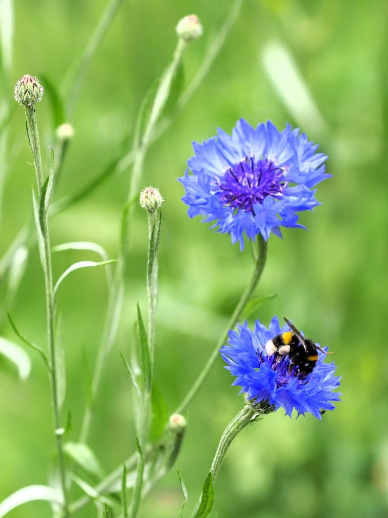 Closeup of flowers in Bishops Park