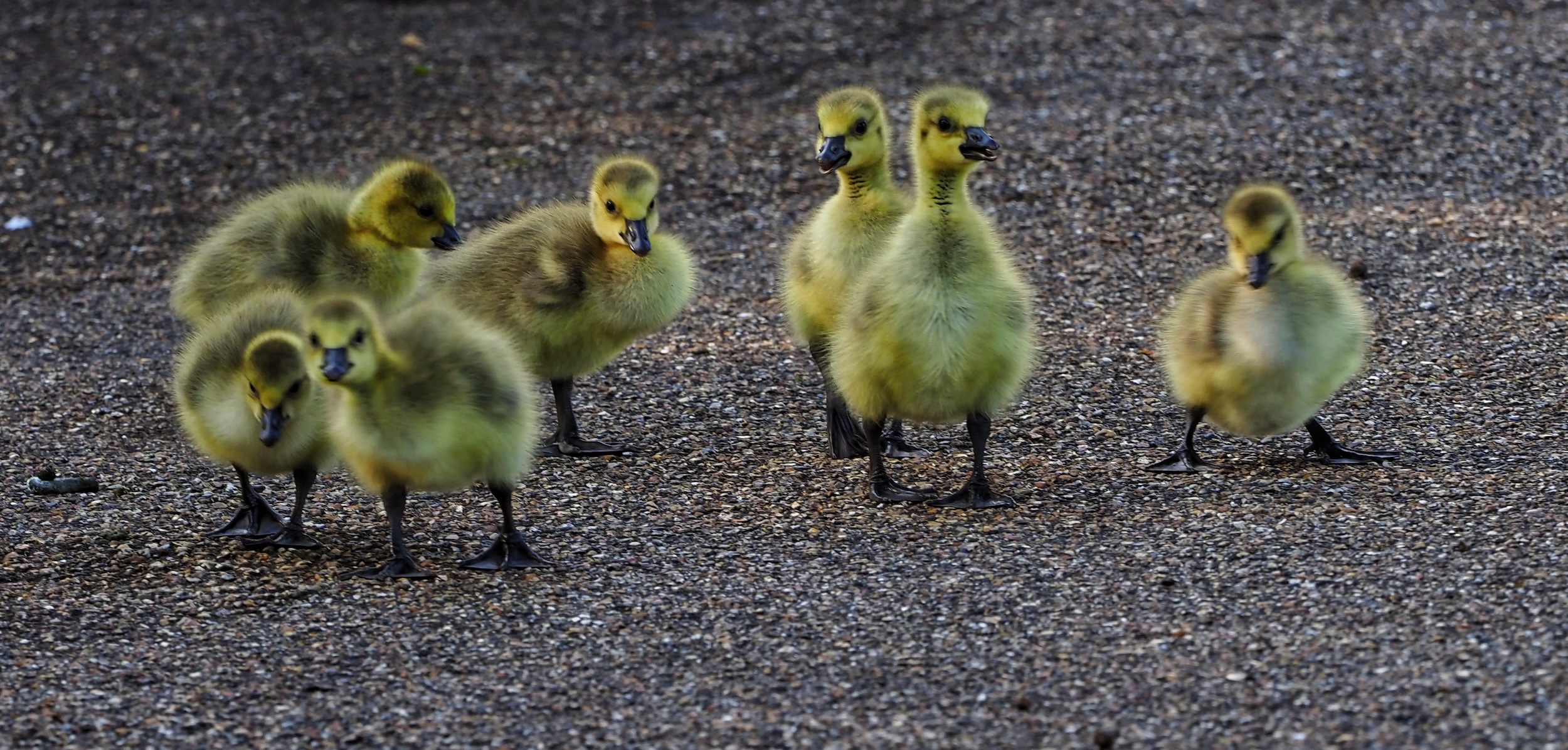 Ducklings at Bishops Park Fulham