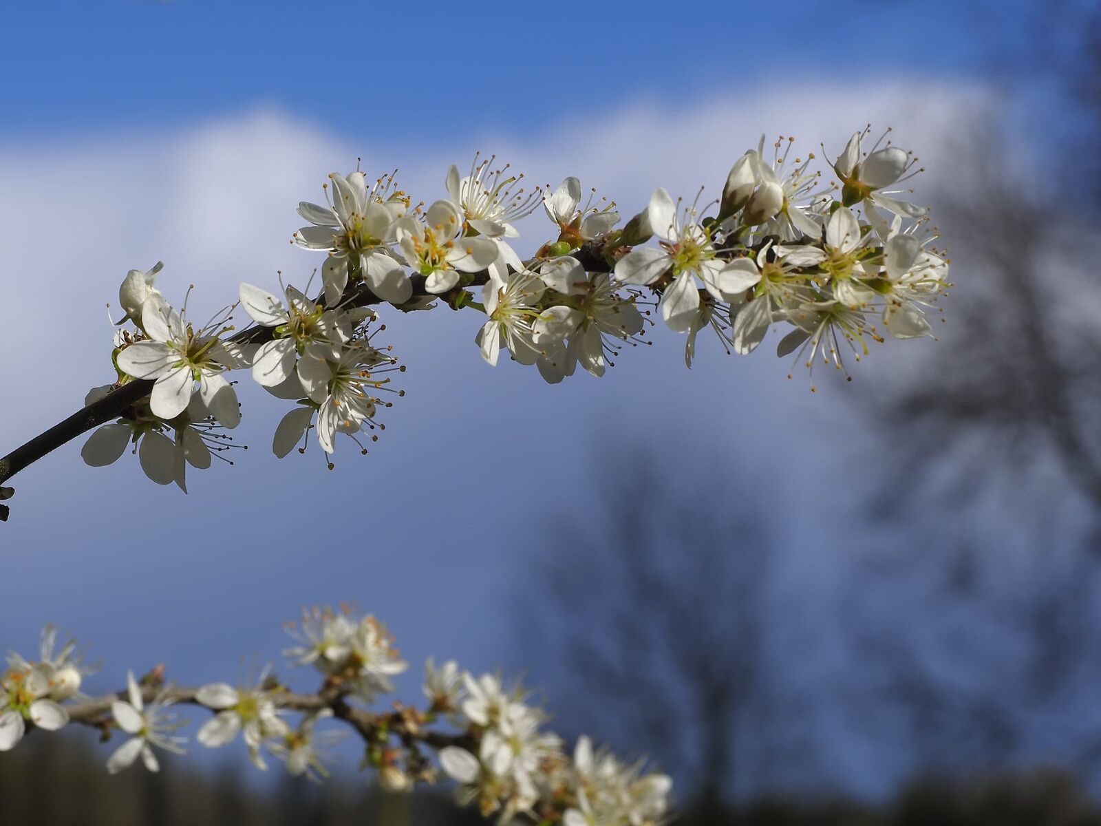 A branch of spring blossom