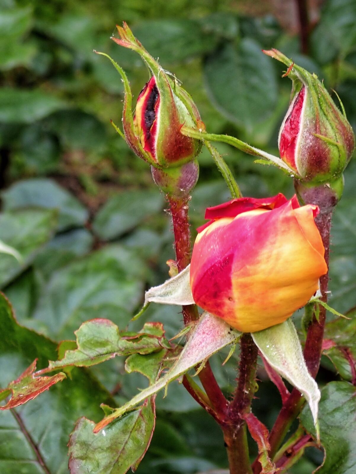 A rose in bud