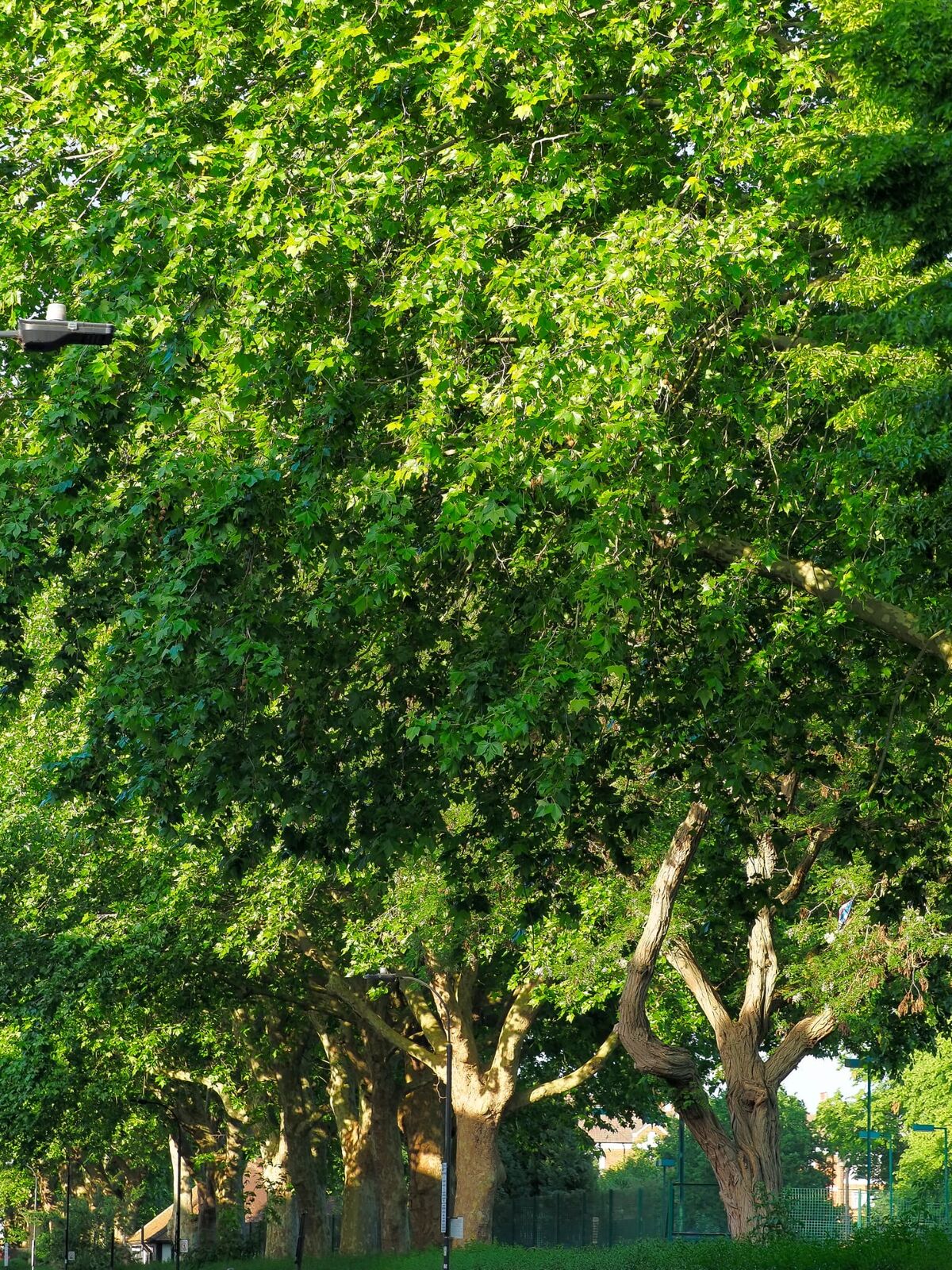Open lawns and trees