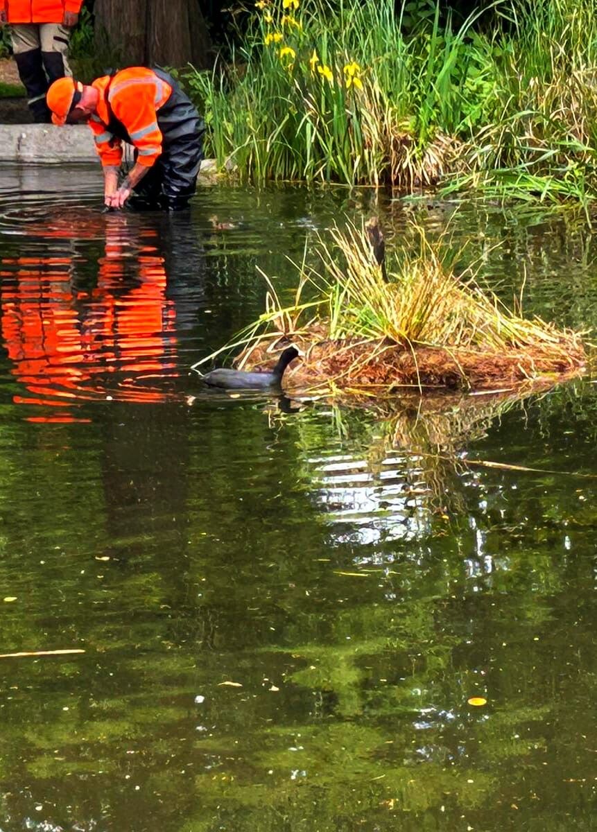 A gardener tending the waterside planting