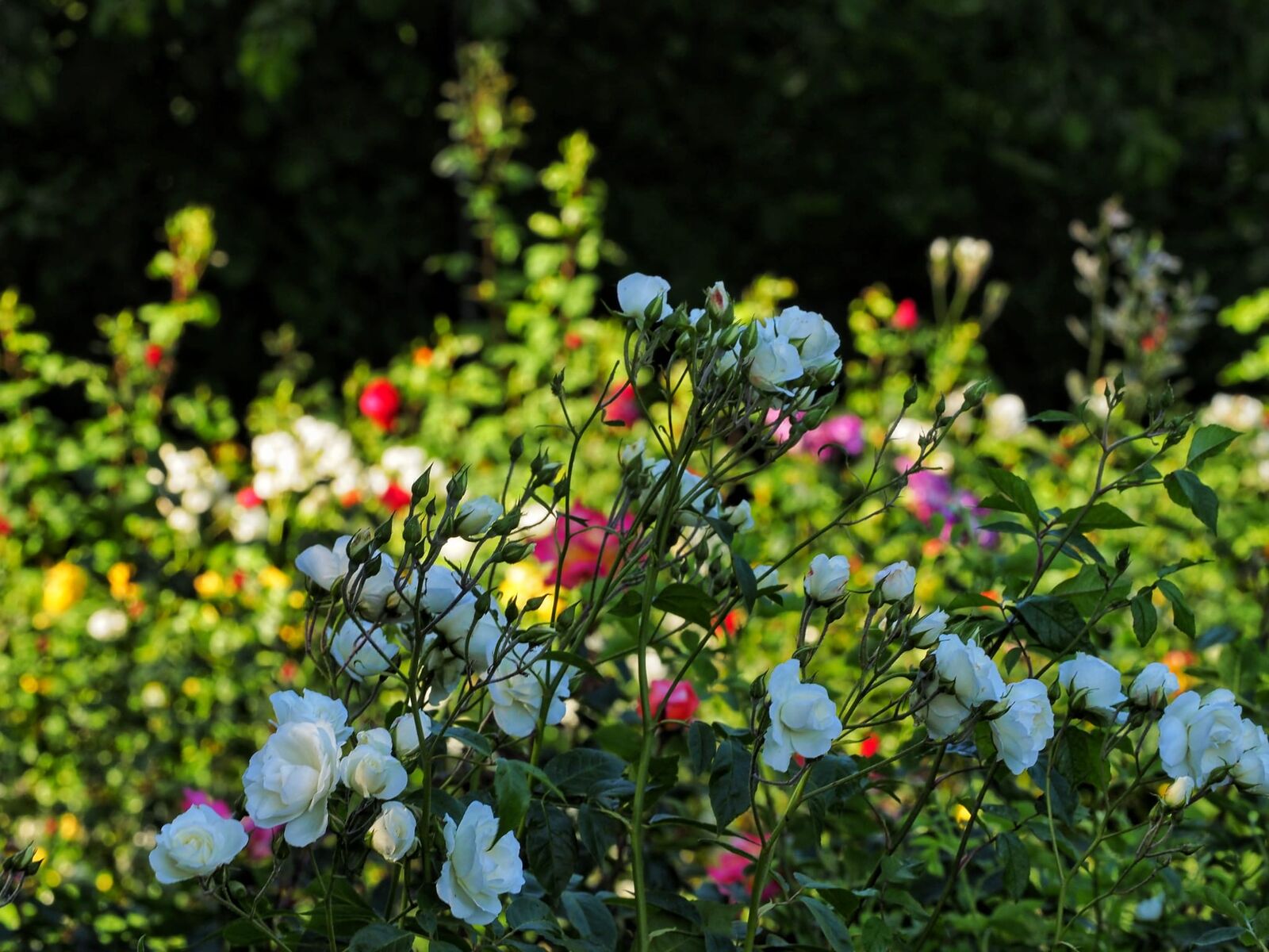 The summer borders in colour