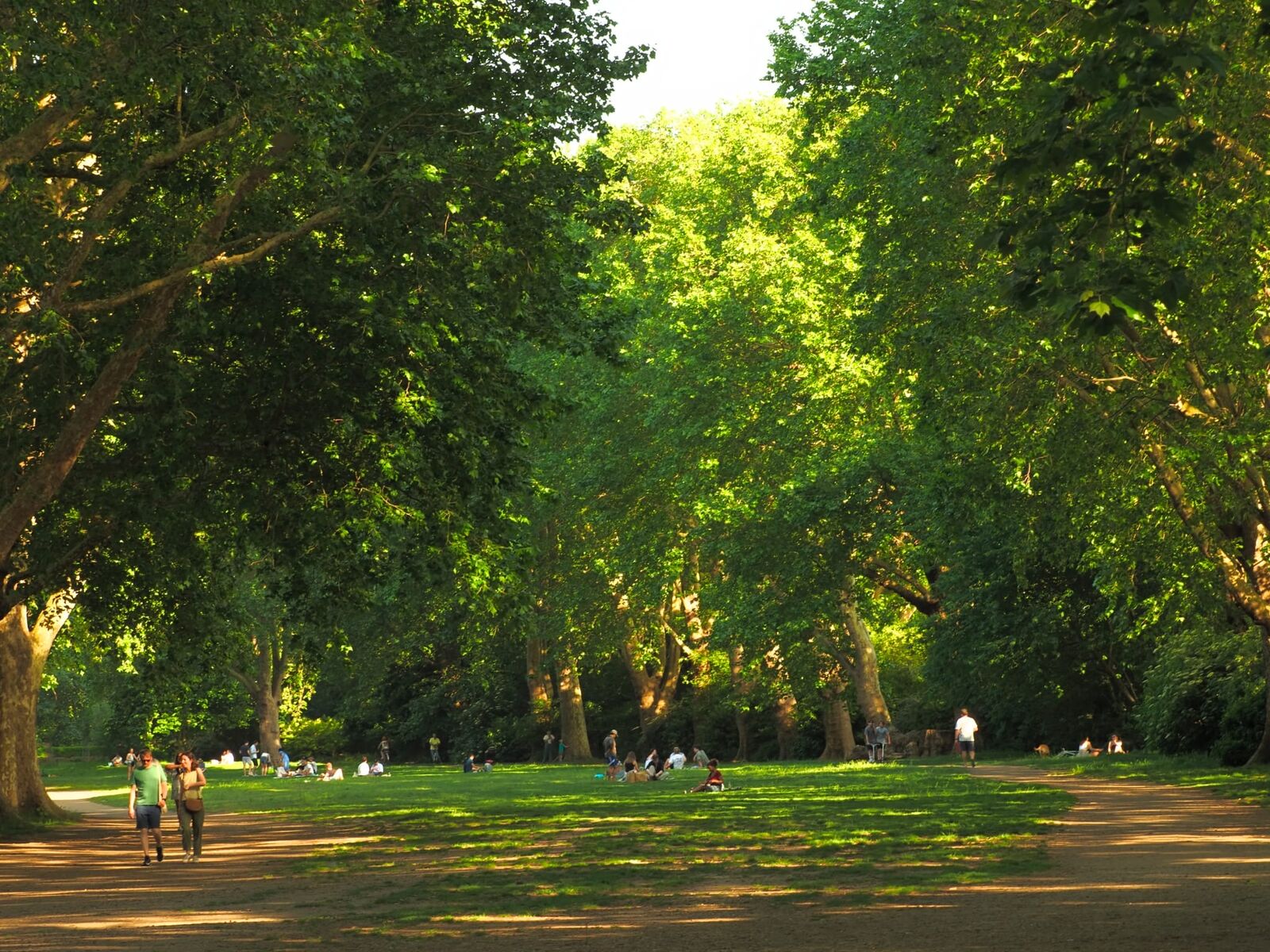 Parkland and lawns in summer