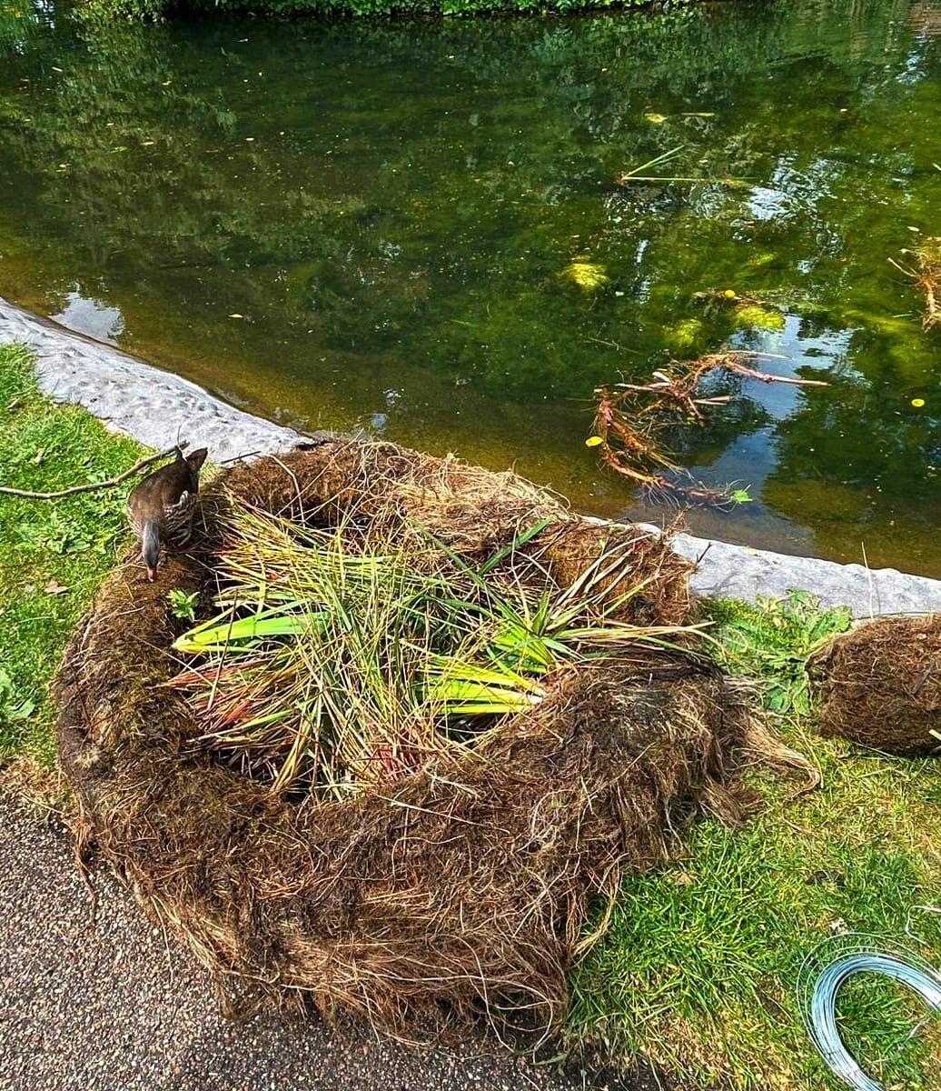 Cut meadow grass gathered in the park