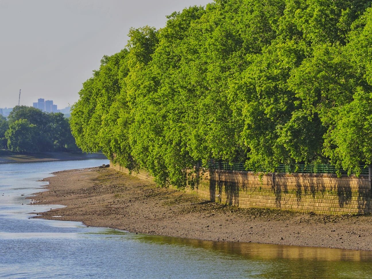 The avenue of plane trees beside the Thames in Bishop's Park.