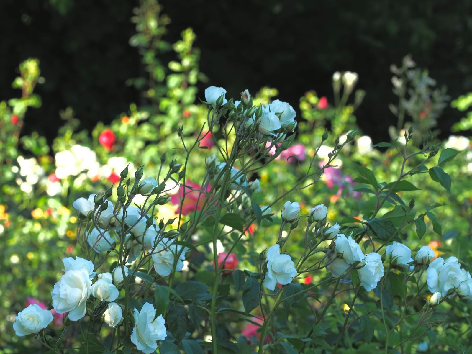 Wildflowers in bloom