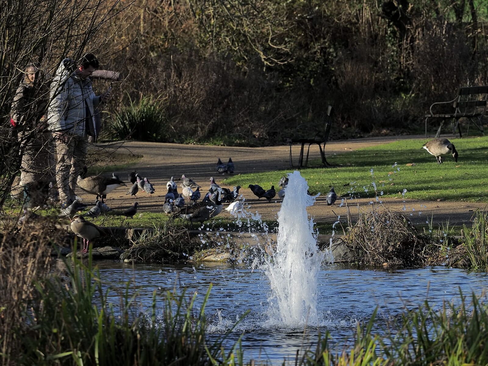 Evening light on the ornamental lake