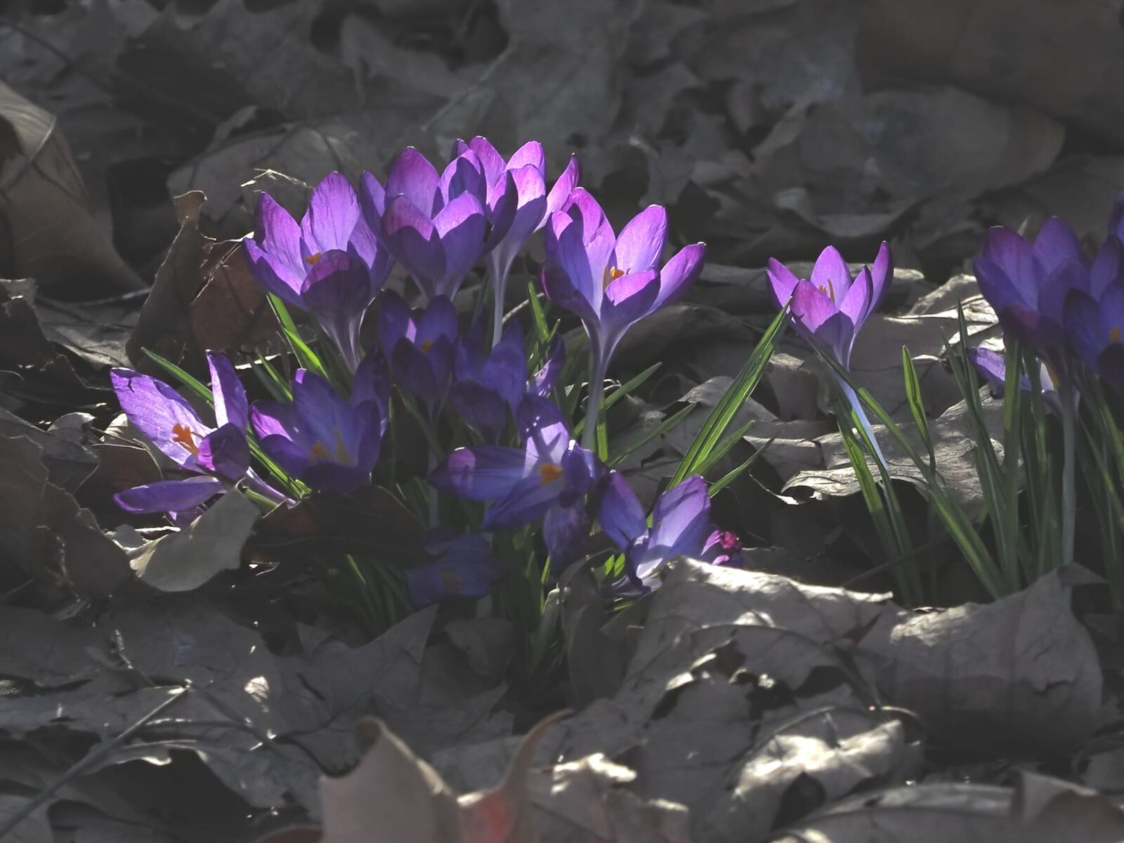 Autumn crocus in the grass