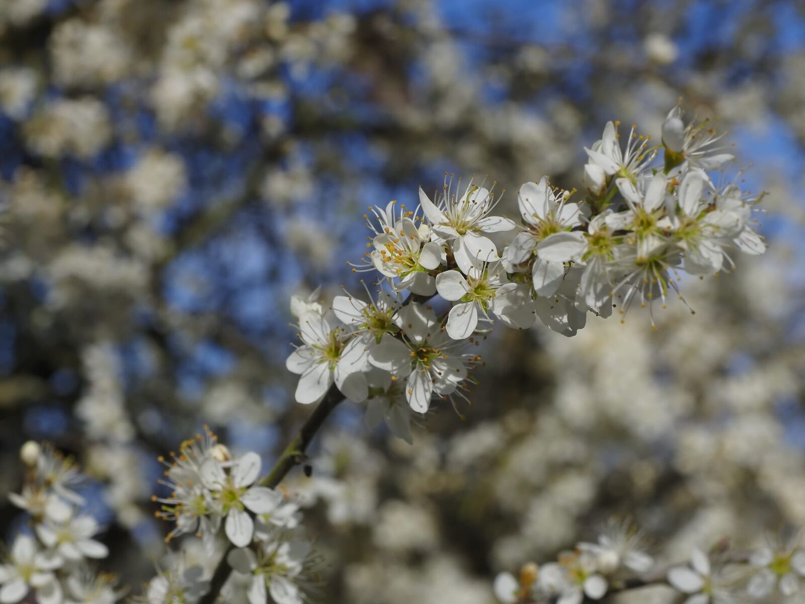 A tree in full spring blossom