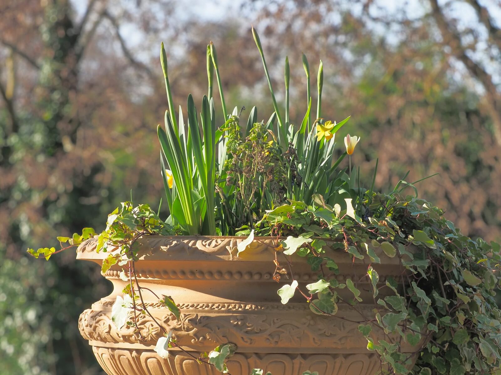 Daffodils planted in a stone urn