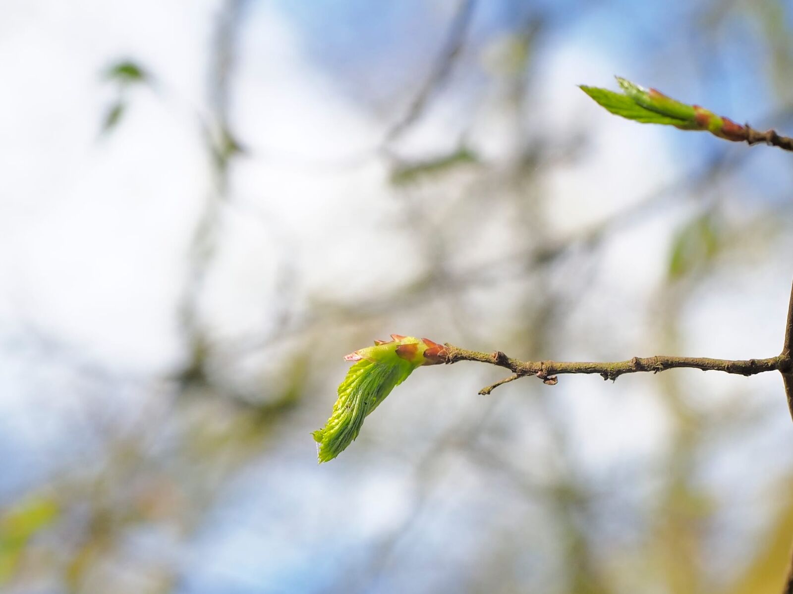 Buds breaking on the branch