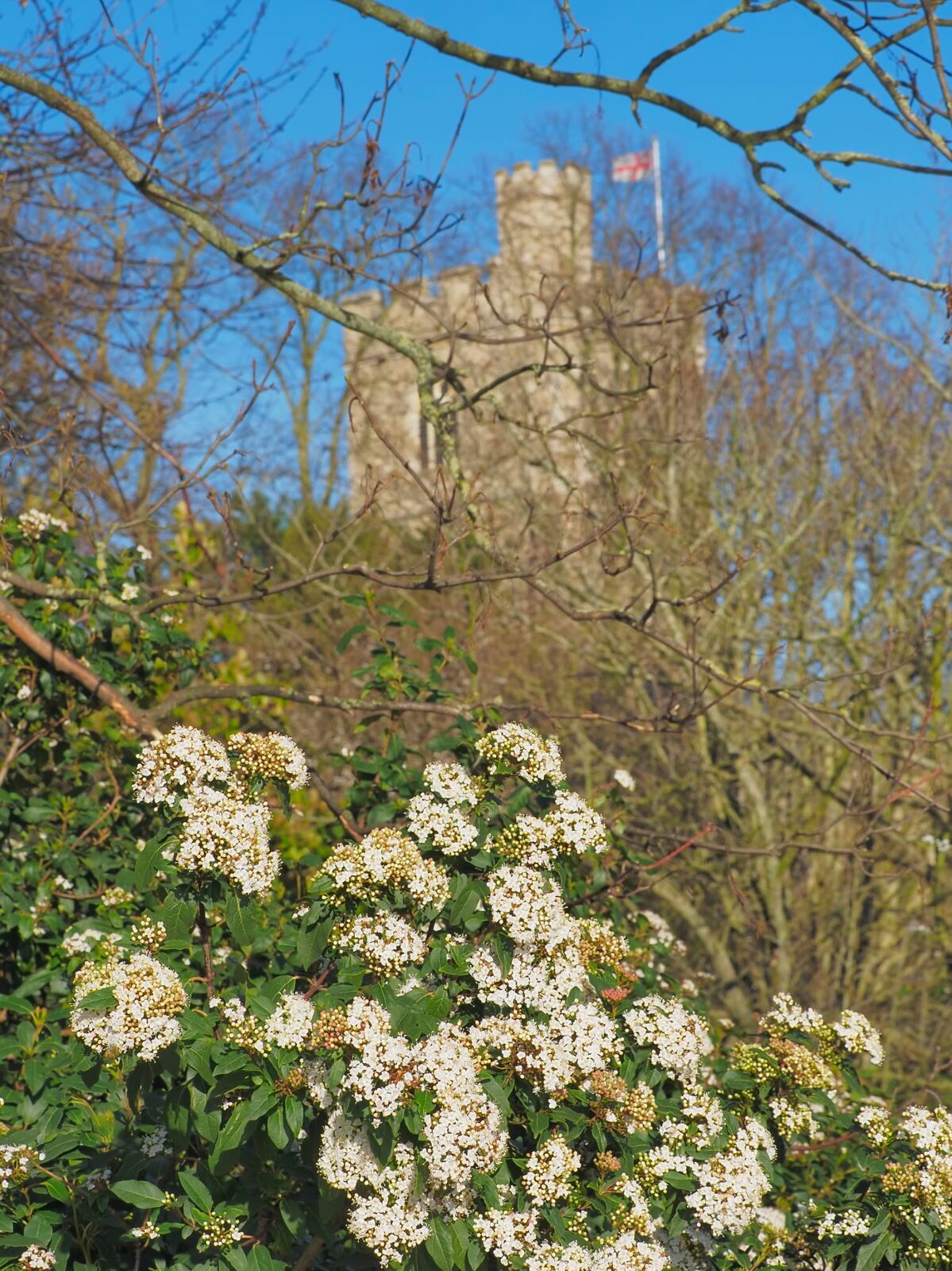 Fulham Palace tower seen through the blossom