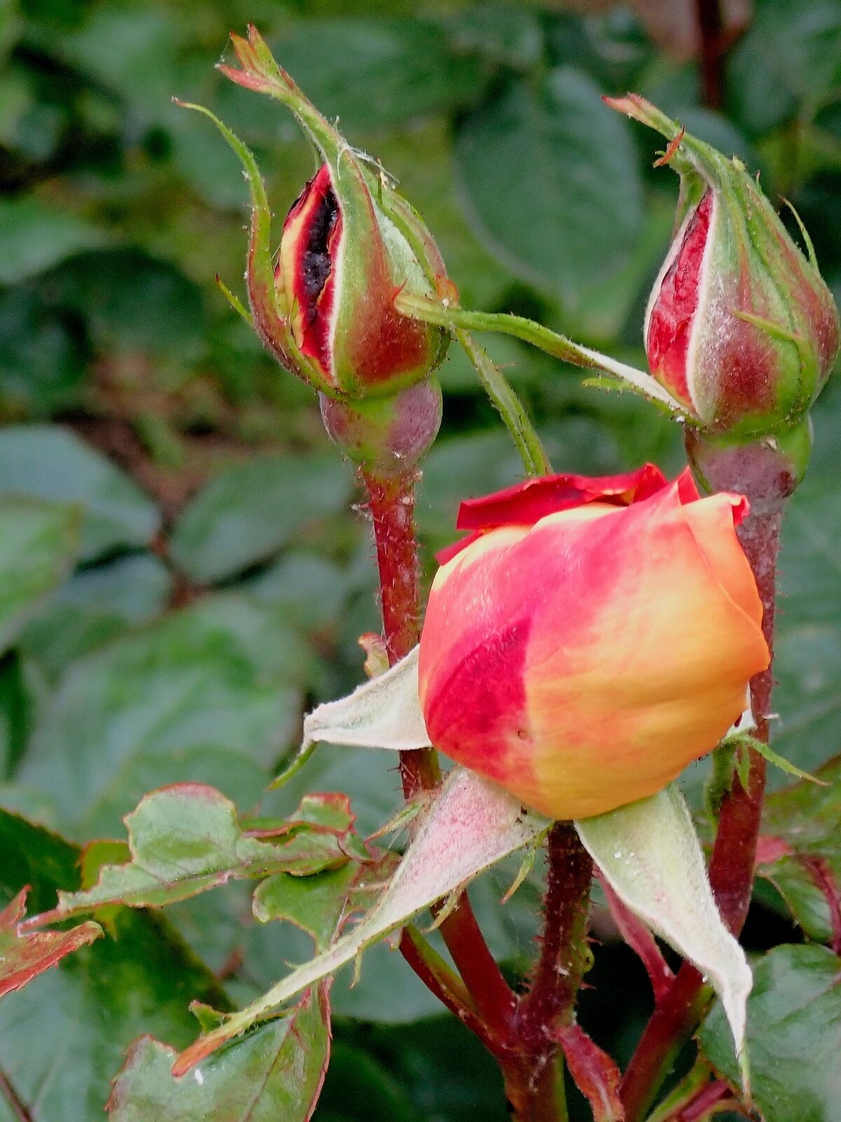 Pink rosebuds
