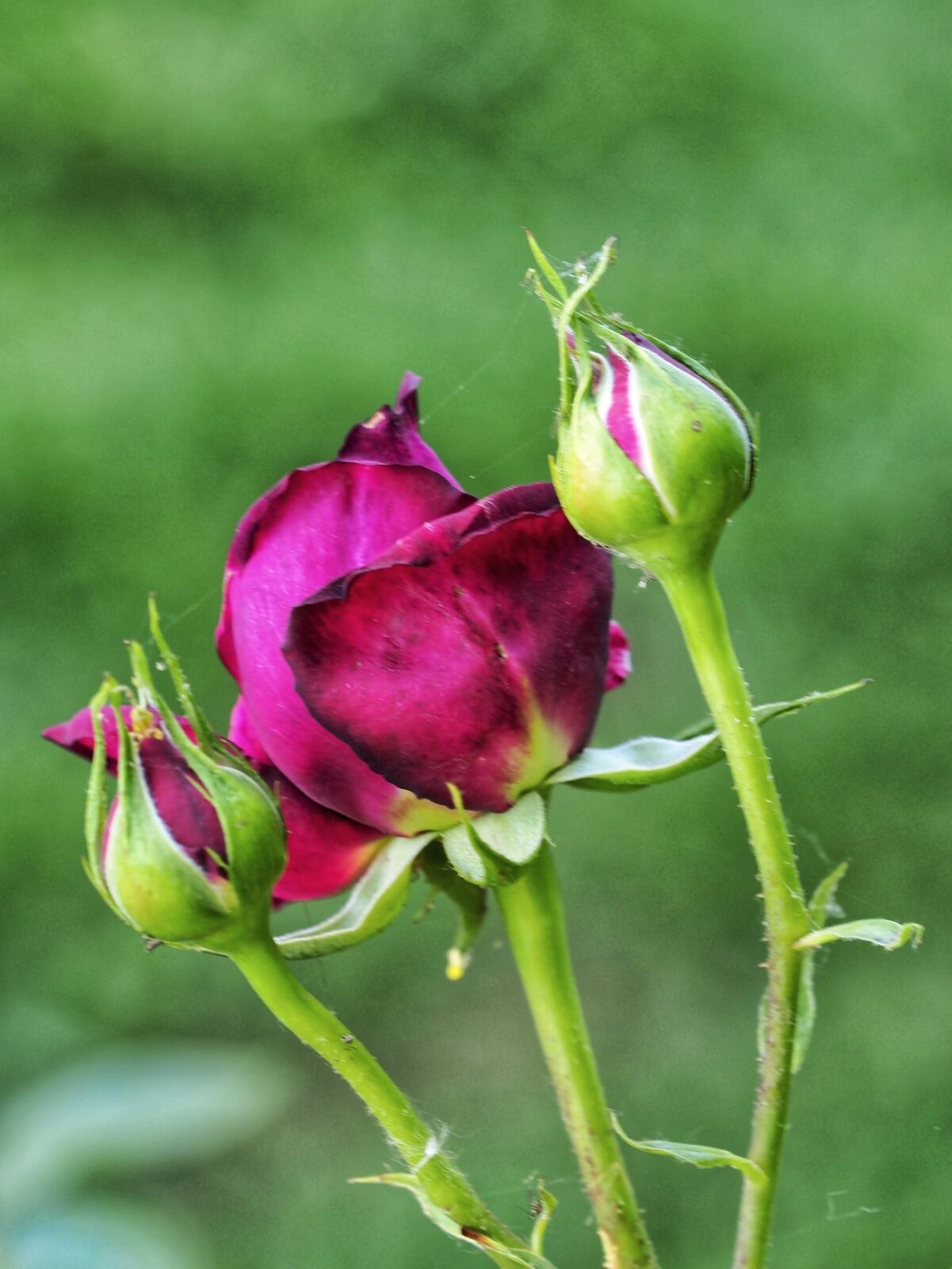 A rose unfurling in the gardens