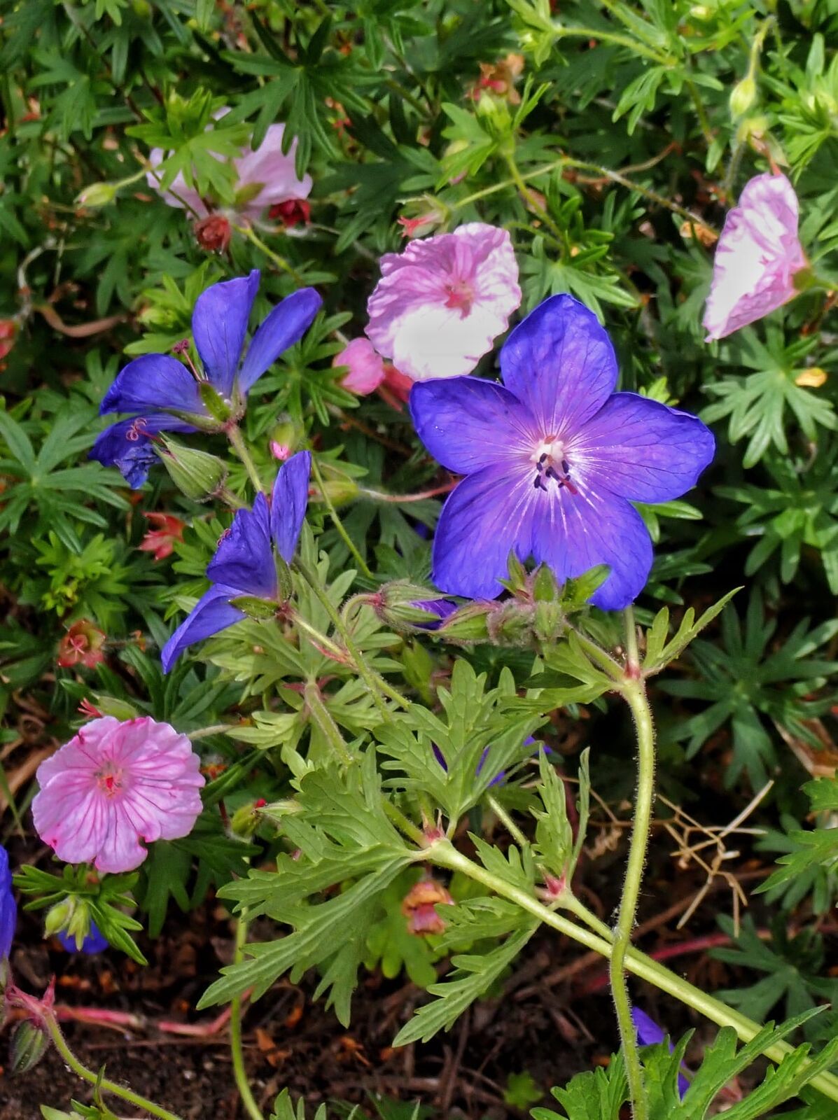 Purple cranesbill geranium