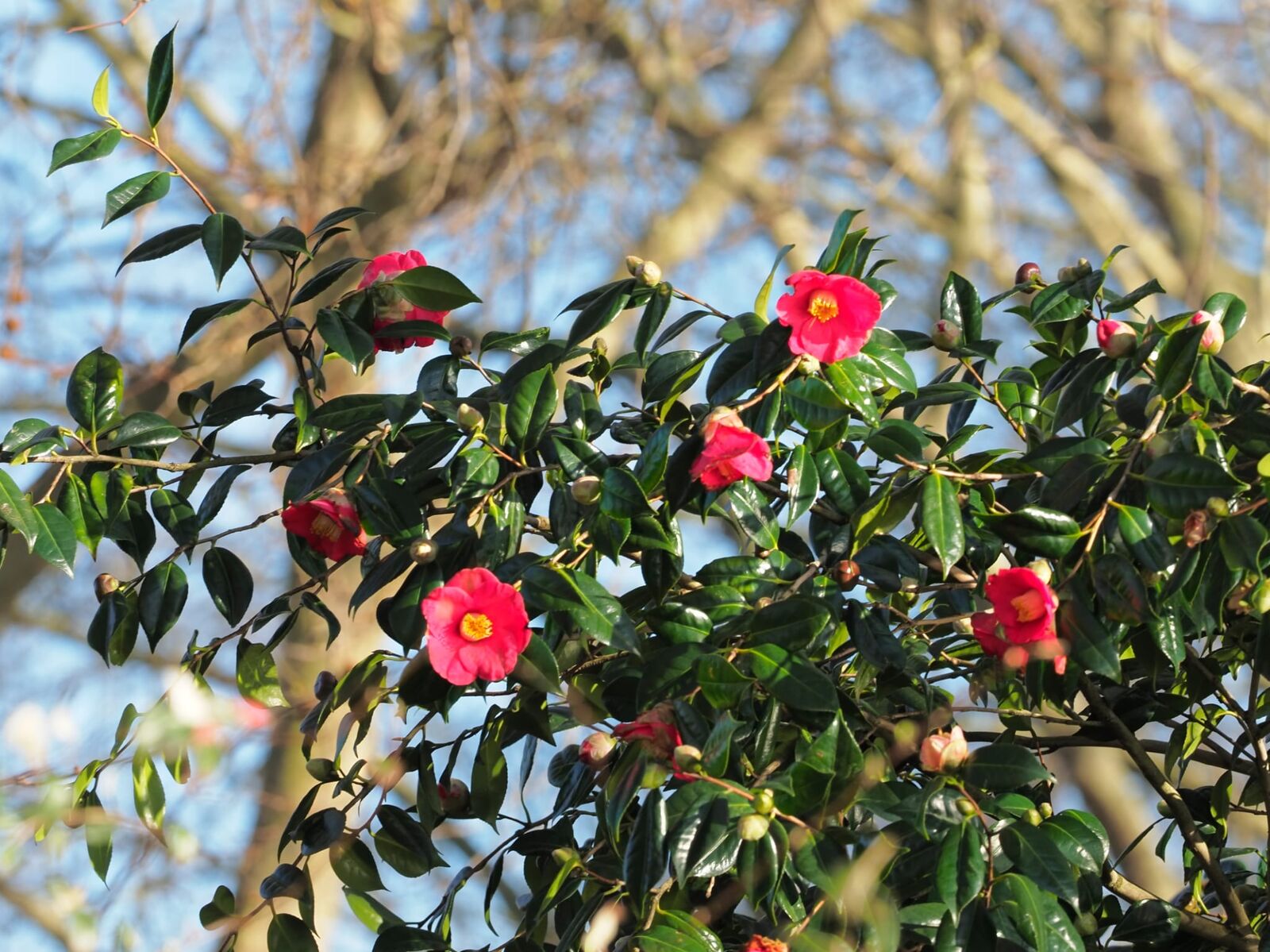 A camellia bush in flower