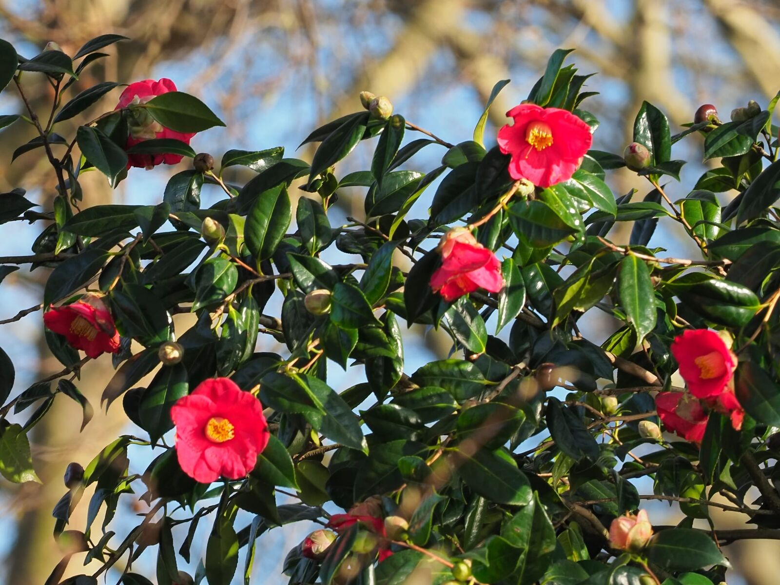 Camellia in full flower