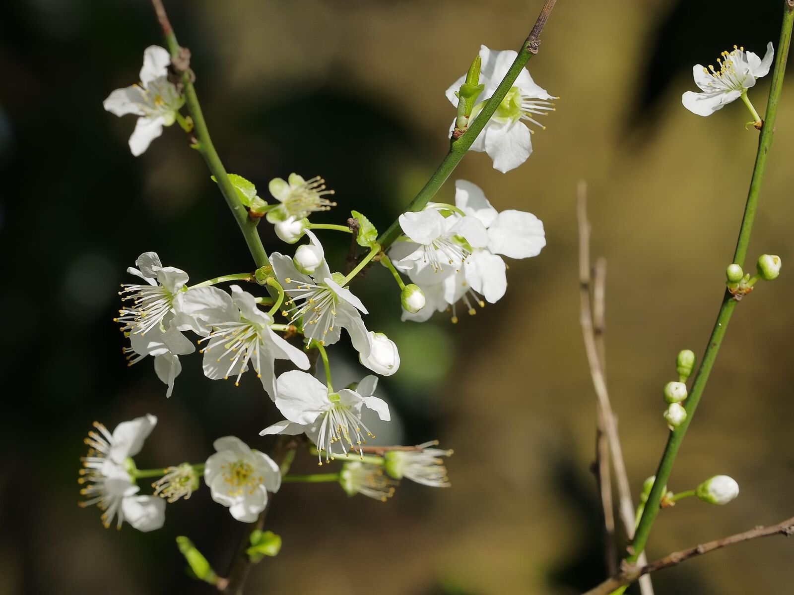 White blossom against the sky