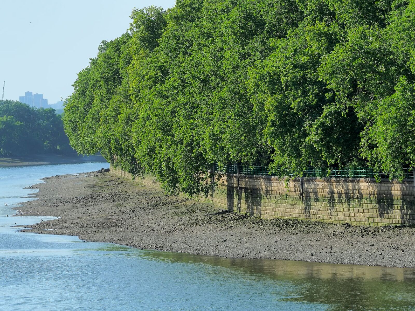 London planes lining the river walk
