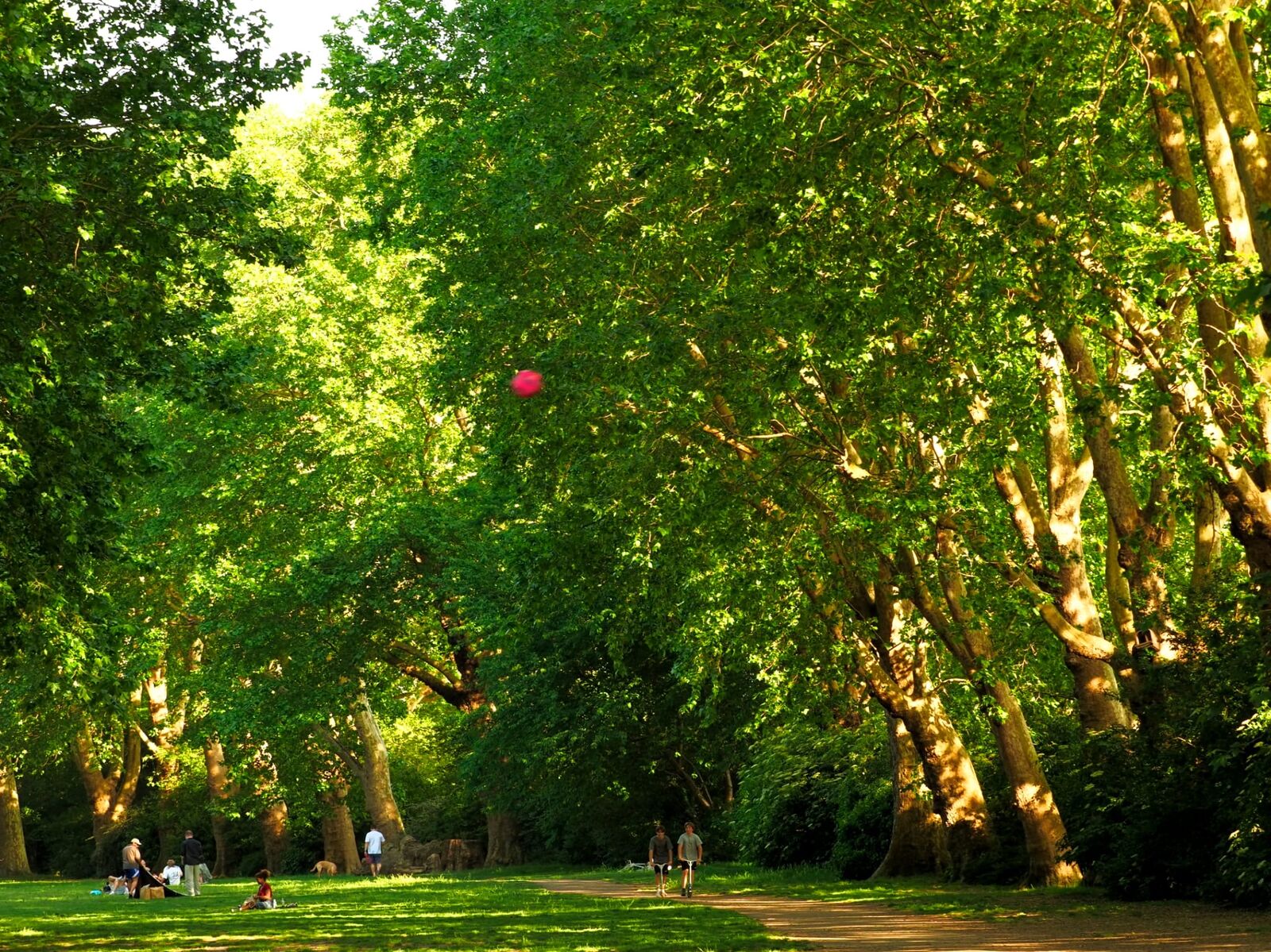 A green walk lined with trees