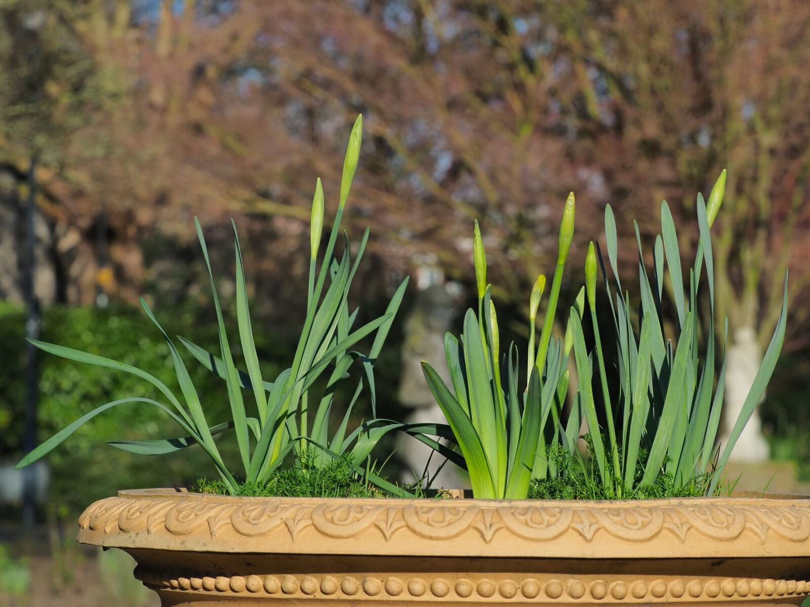 Irises beside a park bench