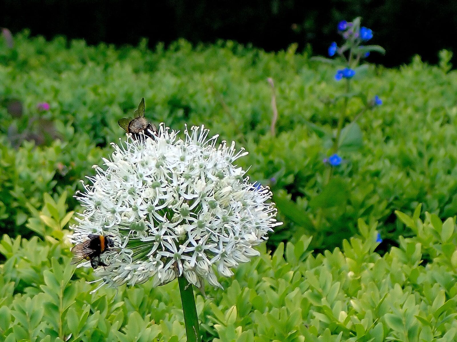 A white allium in flower